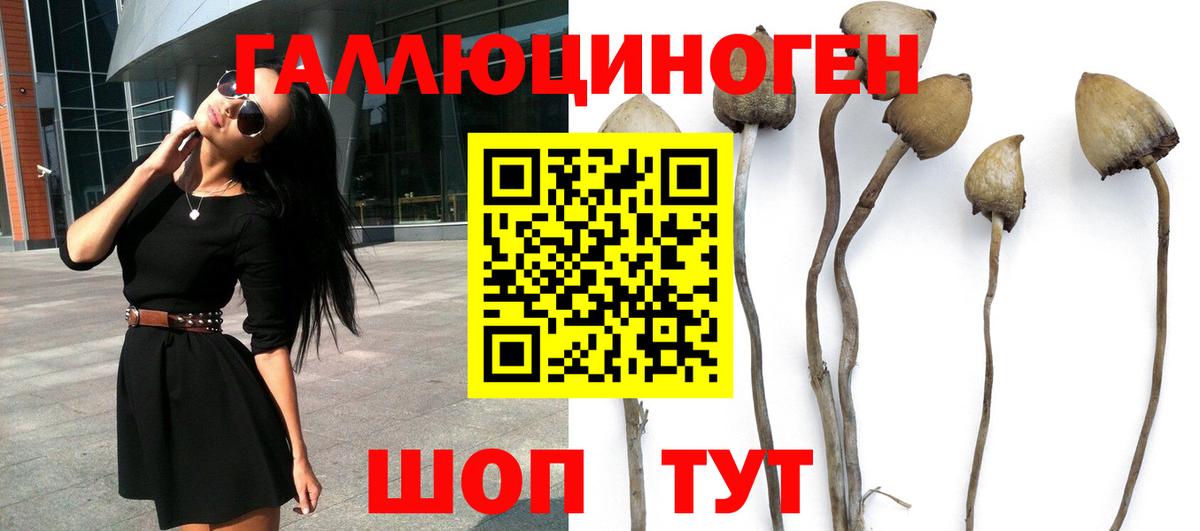Псилоцибиновые грибы Psilocybe Элиста
